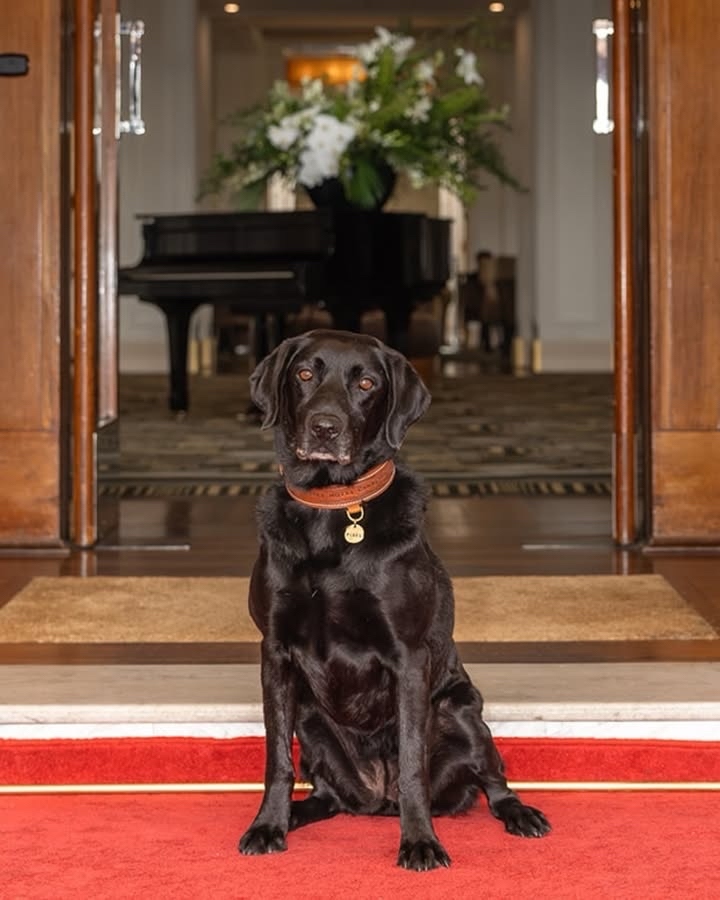 Pixel the Ambassadog wearing a PK9 leather collar at Hyatt Hotel Canberra